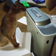 Illustration for article titled Cats Are Very Serious about Video Games